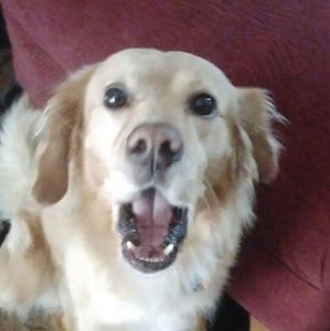 Meet your Posher, Phoebe